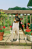 DOG 14 CE0021 01
Tricolor Basenji Standing On Deck By Flowers