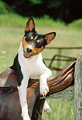 DOG 14 CE0022 01
Tricolor Basenji Laying On Saddle On Fence Rail