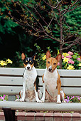 DOG 14 CE0023 01
Female And Male Basenjis Sitting On Bench By Flowers And Trees