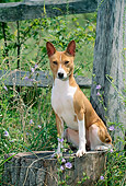 DOG 14 CE0024 01
Basenji Sitting On Tree Stump By Fence And Wildflowers