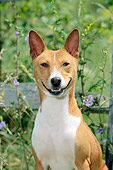 DOG 14 CE0025 01
Shoulder Shot Of Basenji Sitting By Fence And Wildflowers