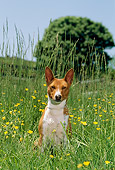 DOG 14 CE0026 01
Basenji Sitting In Field Of Yellow Flowers By Tree Blue Sky