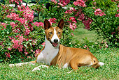 DOG 14 CE0027 01
Basenji Laying On Grass By Pink Flowers