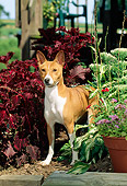 DOG 14 CE0028 01
Basenji Standing Among Colorful Plants