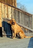 DOG 14 CE0029 01
Bloodhound Sitting On Deck By Wall