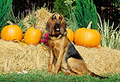 DOG 14 CE0030 01
Bloodhound Sitting On Grass By Pumpkins And Hay Bales