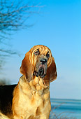 DOG 14 CE0032 01
Low Angle Shoulder Shot Of Bloodhound Standing By Water