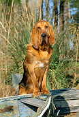 DOG 14 CE0033 01
Bloodhound Standing On Bow Of Old Rowboat By Grass And Trees