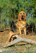 DOG 14 CE0034 01
Bloodhound Standing On Tree Branch On Grass By Trees