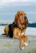 DOG 14 CE0035 01
Bloodhound Laying On Dock By Water And Cloudy Sky