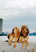 DOG 14 CE0036 01
Bloodhounds Laying On Dock By Water And Cloudy Sky