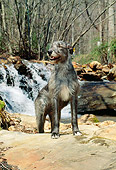 DOG 14 CE0037 01
Irish Wolfhound Standing On Rock By Waterfall In Woods