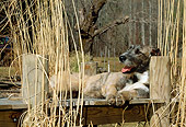 DOG 14 CE0038 01
Irish Wolfhound Laying On Dock By Tall Grass