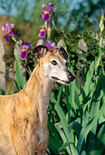 DOG 14 CE0041 01
Shoulder Shot Of Brindle Greyhound Standing By Purple Flowers
