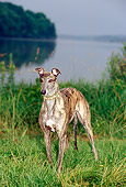 DOG 14 CE0042 01
Brindle Greyhound Standing On Grass By Water Trees