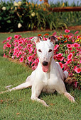 DOG 14 CE0043 01
Greyhound Laying On Grass By Pink Flowers