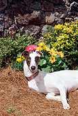 DOG 14 CE0044 01
Greyhound Laying On Pine Needles By Yellow Flowers And Stone Wall