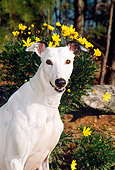 DOG 14 CE0045 01
Shoulder Shot Of Greyhound Sitting By Yellow Flowers