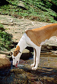 DOG 14 CE0046 01
Profile Of Greyhound Drinking From Stream