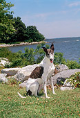 DOG 14 CE0047 01
Greyhound Sitting On Grass By Rocks Trees Water Blue Sky