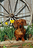 DOG 14 CE0049 01
Miniature Smooth Dachshund Standing On Log By Flowers Barn Wagon Wheel