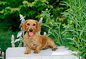 DOG 14 CE0051 01
Miniature Wirehaired Dachshund Sitting On Concrete Bench By Flowers