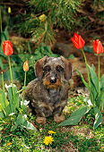 DOG 14 CE0052 01
Miniature Wirehaired Dachshund Sittng By Flowers Under Tree