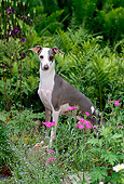 DOG 14 CE0053 01
Italian Greyhound Standing In Garden By Pink Flowers