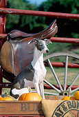 DOG 14 CE0054 01
Italian Greyhound Sitting In Wagon By Pumpkins Saddle Fence Wagon Wheel