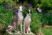 DOG 14 CE0055 01
Male And Female Italian Greyhounds Sitting On Bench In Garden By Purple Flowers