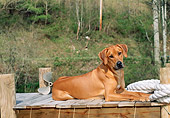 DOG 14 CE0059 01
Rhodesian Ridgeback Laying On Dock