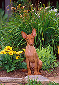 DOG 14 CE0061 01
Pharaoh Hound Sitting In Garden By Yellow Flowers