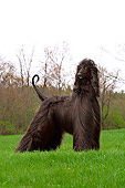 DOG 14 DC0002 01
Portrait Of Afghan Hound Black Standing On Grass