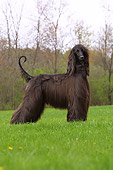 DOG 14 DC0003 01
Portrait Of Afghan Hound Black Standing On Grass