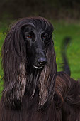 DOG 14 DC0004 01
Portrait Head Shot Of Afghan Hound Black
