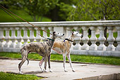 DOG 14 DC0006 01
Two Greyhounds On Leashes Standing On Pavement By Fence And Grass
