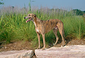 DOG 14 FA0001 01
Brindle Greyhound Standing On Rock By Grass