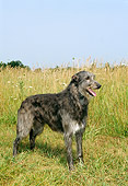 DOG 14 FA0003 01
Scottish Deerhound Standing In Field Blue Sky