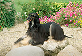 DOG 14 FA0004 01
Afghan Hound Laying By Flowers In Garden