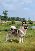DOG 14 FA0005 01
Norwegian Elkhound Standing In Field Blue Sky