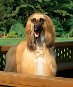 DOG 14 FA0006 01
Head Shot Of Tan Afghan Hound Standing On Wooden Porch