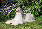 DOG 14 FA0008 01
Afghan Hound Laying On Grass By Flowers