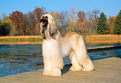 DOG 14 FA0009 01
Afghan Hound Standing On Dock By Lake And Autumn Trees