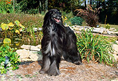 DOG 14 FA0010 01
Afghan Hound Standing By Garden Pond And Trees