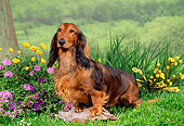 DOG 14 FA0011 01
Long-haired Dachshund Standing On Rock On Grass By Pink And Yellow Flowers