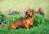 DOG 14 FA0014 01
Smooth Dachshund Sitting In Grass By Flowers And Shrub