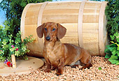 DOG 14 FA0015 01
Smooth Dachshund Sitting On Rocks By Barrel And Shrubs