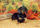 DOG 14 FA0016 01
Smooth Dachshund Standing With Autumn Leaves And Shrubs