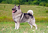 DOG 14 FA0017 01
Norwegian Elkhound Standing On Grass