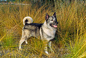 DOG 14 FA0018 01
Norwegian Elkhound Standing In Field Of Tall Grass